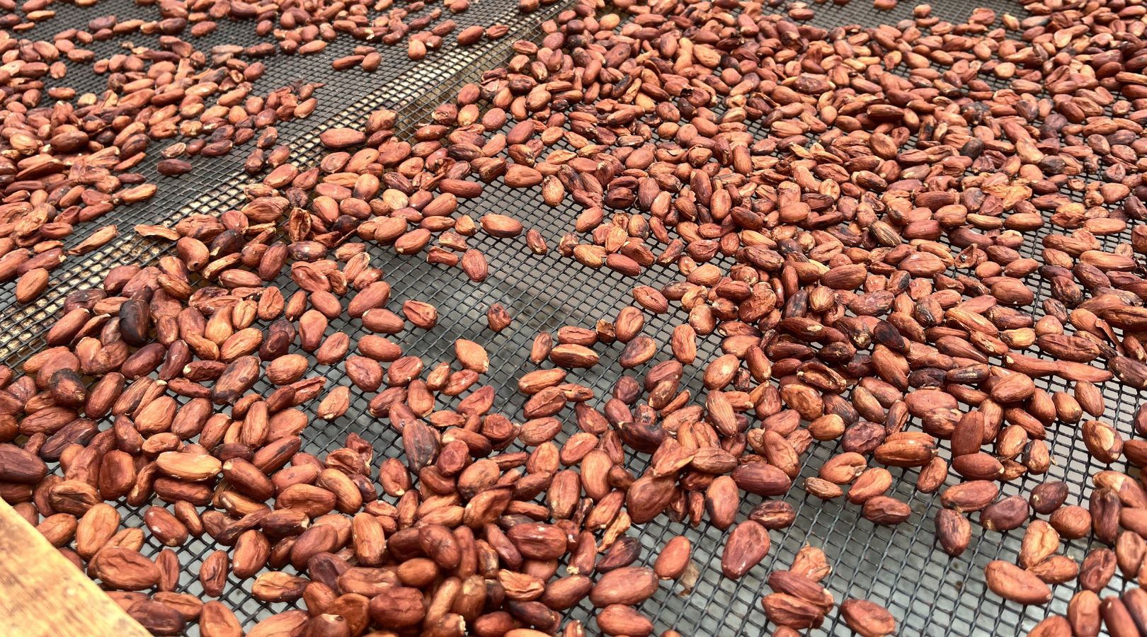 カカオの実がチョコレートに加工されるまでにどのような工程があるのか学ぶことができます！